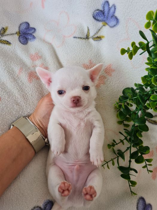 Excecional menino mini Chihuahua/Chiuaua,Qualidade, LinhagemRussa