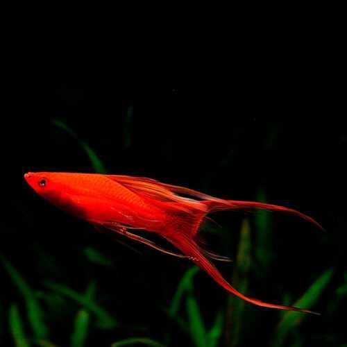 GB Mieczyk Czerwony Weloniasty (samce) - dowóz ryb!