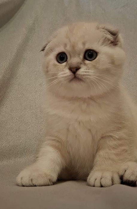 Шотландские котята из Одессы