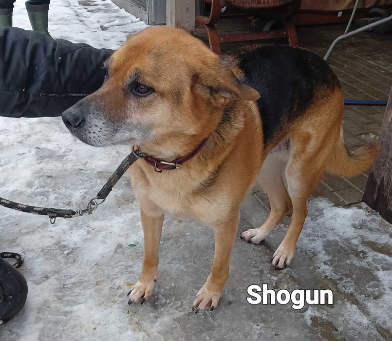 Bardzo kochający człowieka pies szuka domu