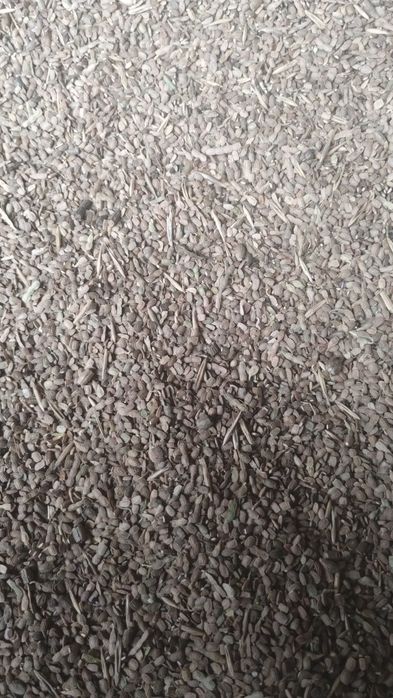 Seradela zeszloroczna