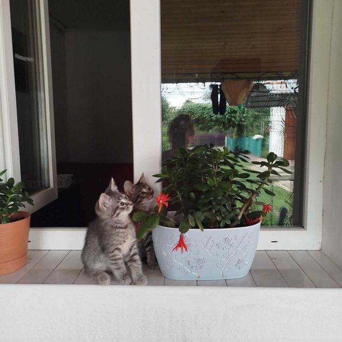 Віддам котиків до люблячої родини