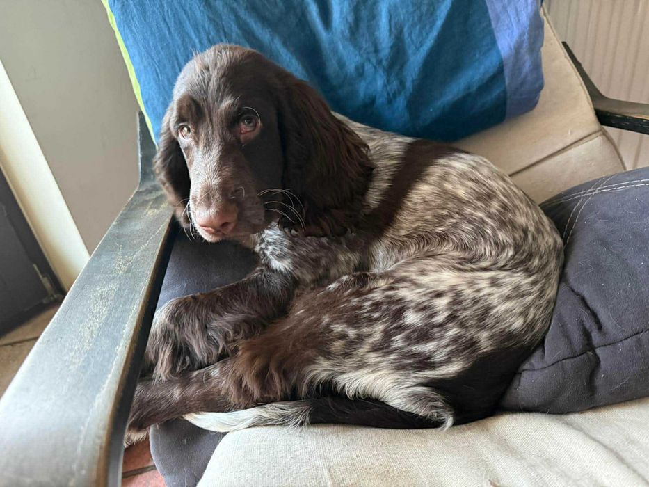 Polski Spaniel Myśliwski