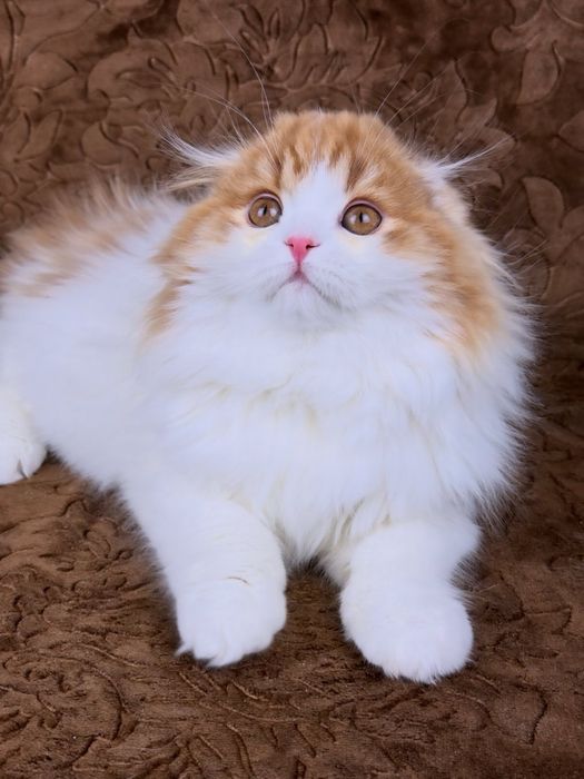 Гарне кошеня фолд.