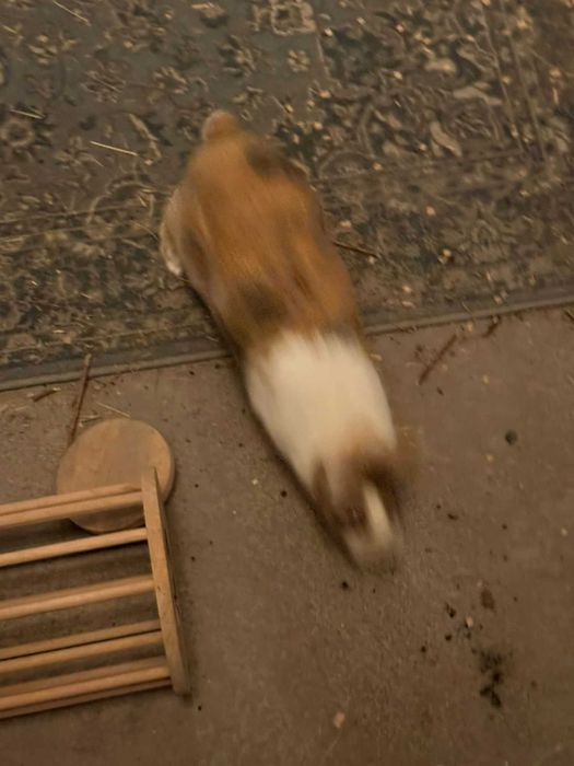 Kroliki Marcinek i Cinnamon do adopcji razem z cala oprawka