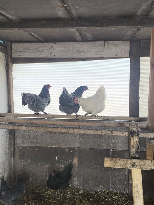 Jaja lęgowe kur rasy australorp i młode kurczaki