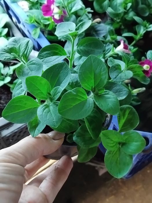 Тайдали,бланкет,віста