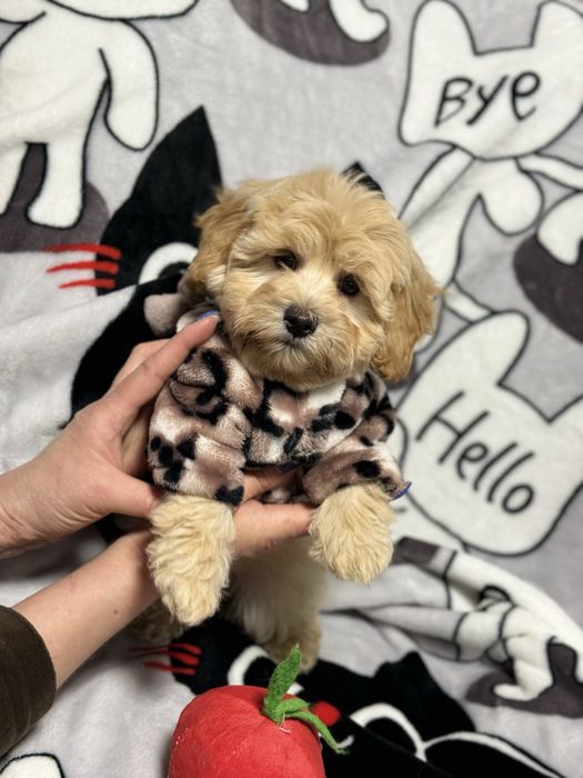 Кукольная мальтипу девочка