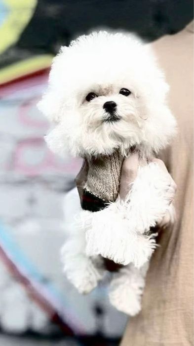 Бишон Фризе Мини Корея Тикап