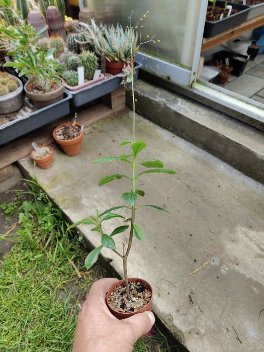 Talinum paniculatum