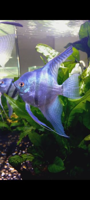 Vendo Escalare azul