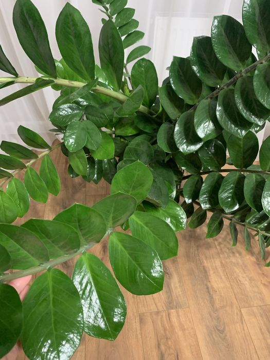 Заміокулькас продам