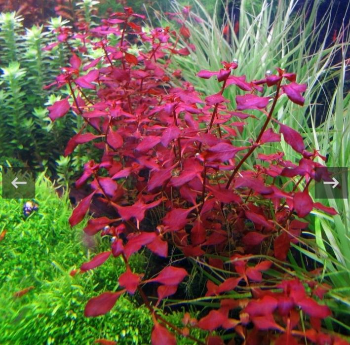 Ludwigia mini super red