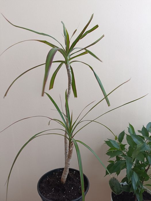 Драцена маргината