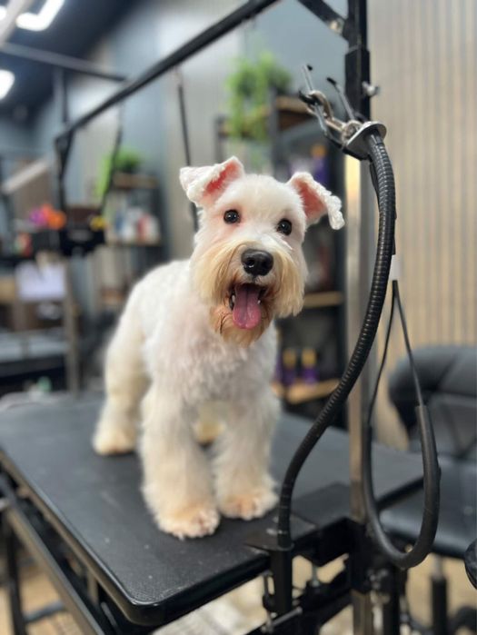 Собачка цвергшнауцер міні білий 2роки кобель