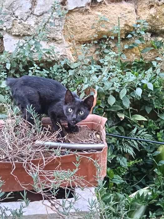 Gato preto para adoção