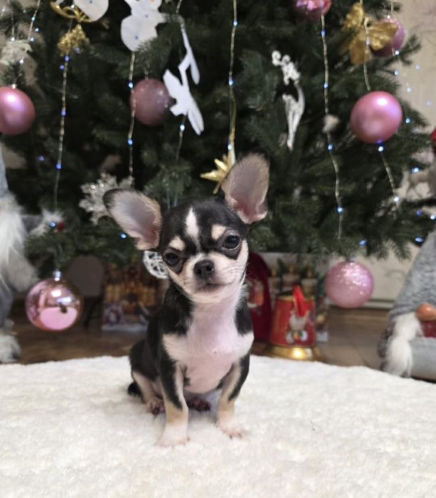 Чарівні красунчики. Супер чихуахуа.