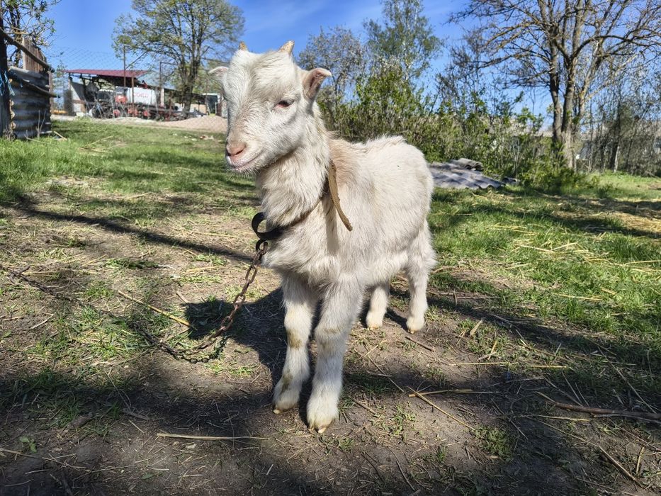 Продам цапика вік 2 місяці
