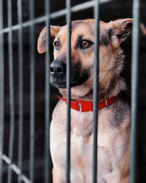 Tobi młody psiak do adopcji