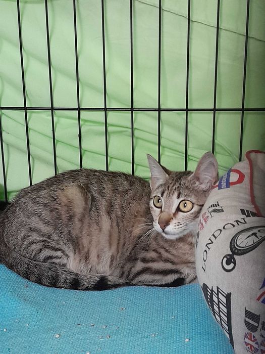 Gata Júnior para adoção consciente
