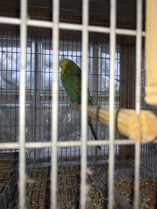 Casal de periquitos Inglês