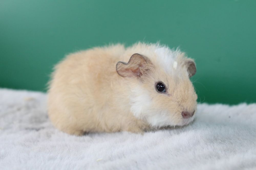 Us Teddy, świnka morska. Cavia domowa samce