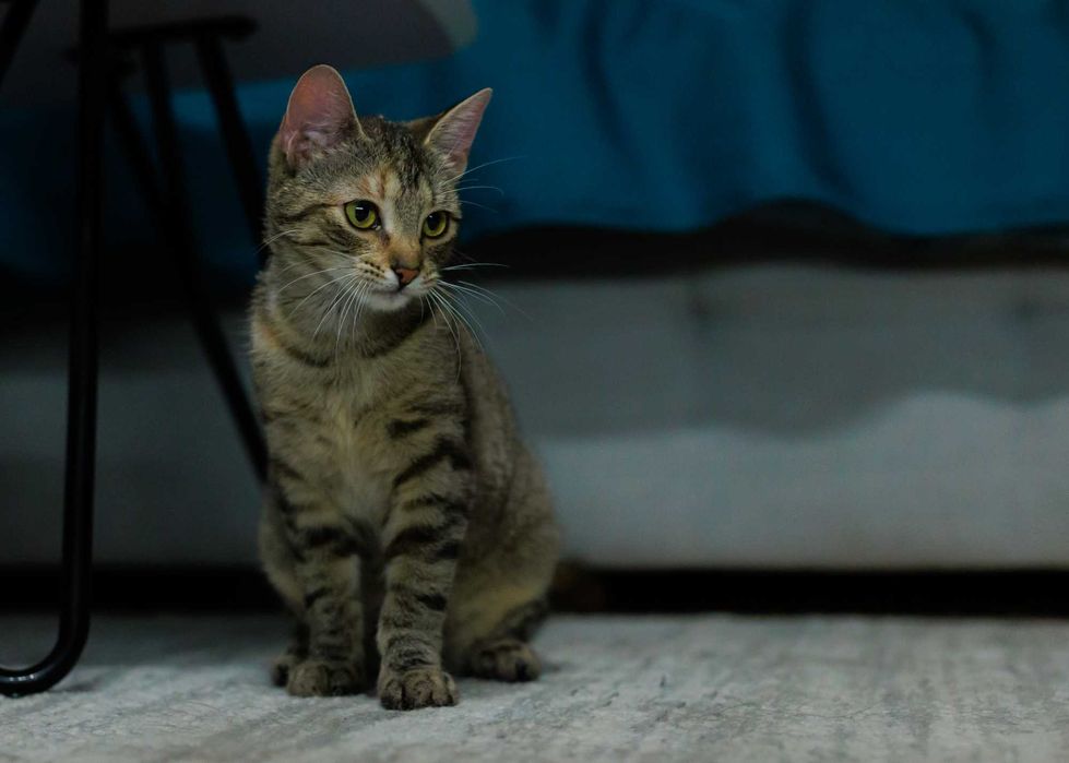 Chilli szuka domu! Fundacja "Stawiamy na Łapy"