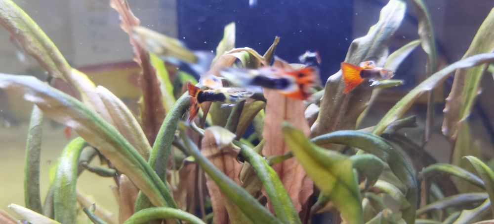 Peixes Guppies Aquario