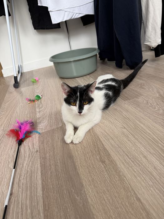 7 miesięczny kotek Maciek