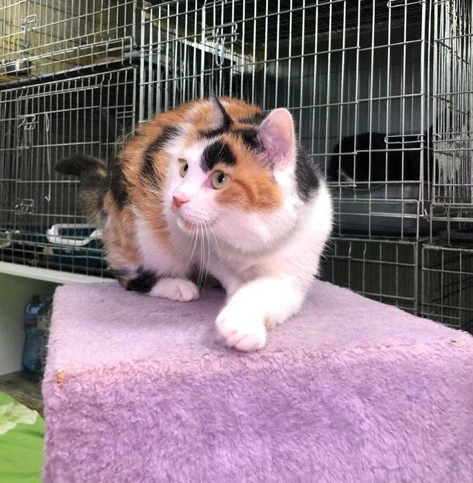 Кошечка с золотым характером  и милой внешностью, зовут Лапушка