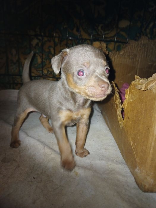 Продается тойчик мальчик