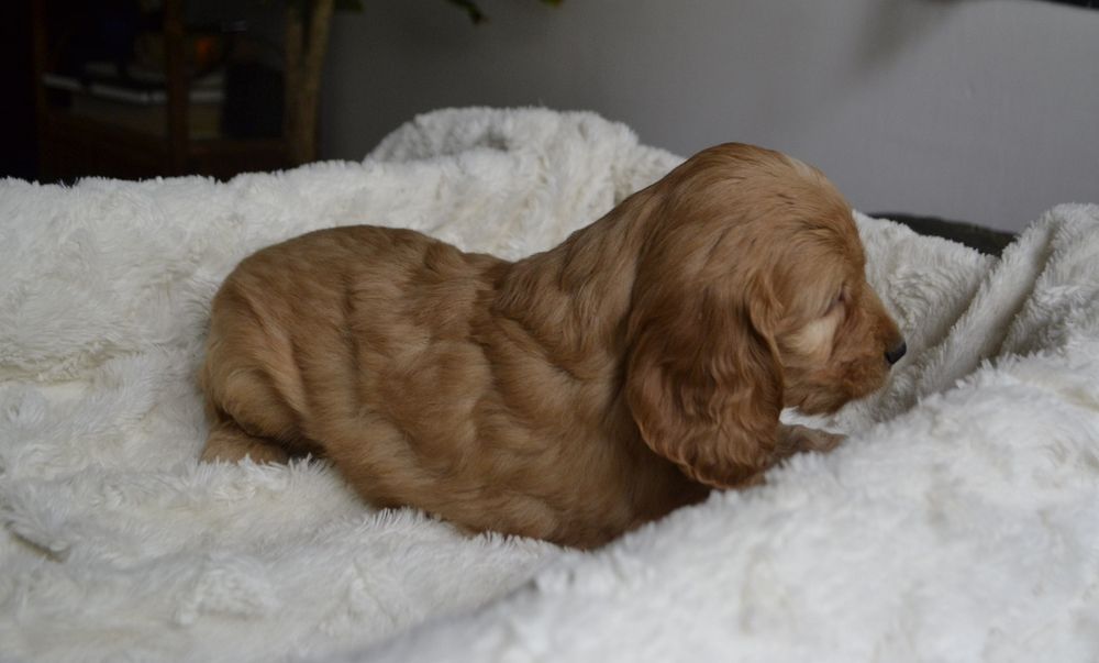 Cockapoo piesek KLEMENZ