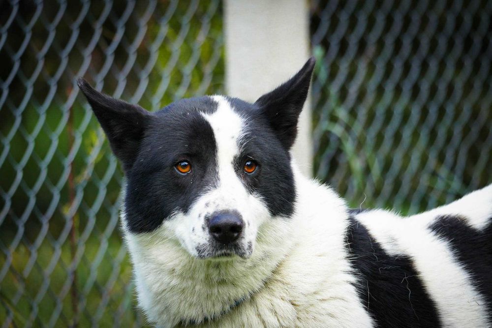 Szon - śliczny czarno-biały pies