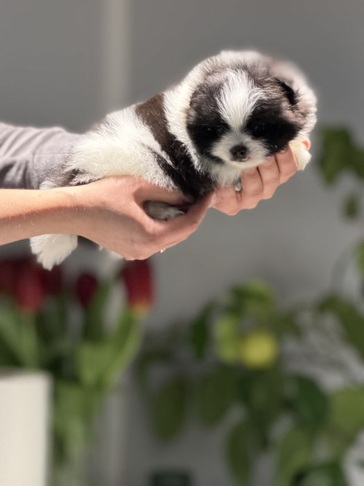 Ексклюзивна дівчинка пандочка