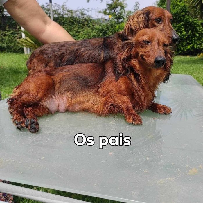 Exatamente tekel de pêlo Longo