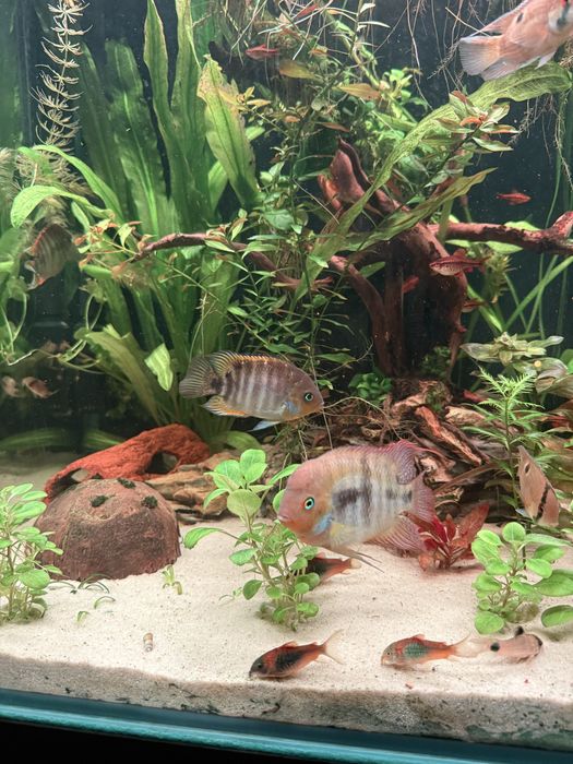 Pielegnice sajica parka