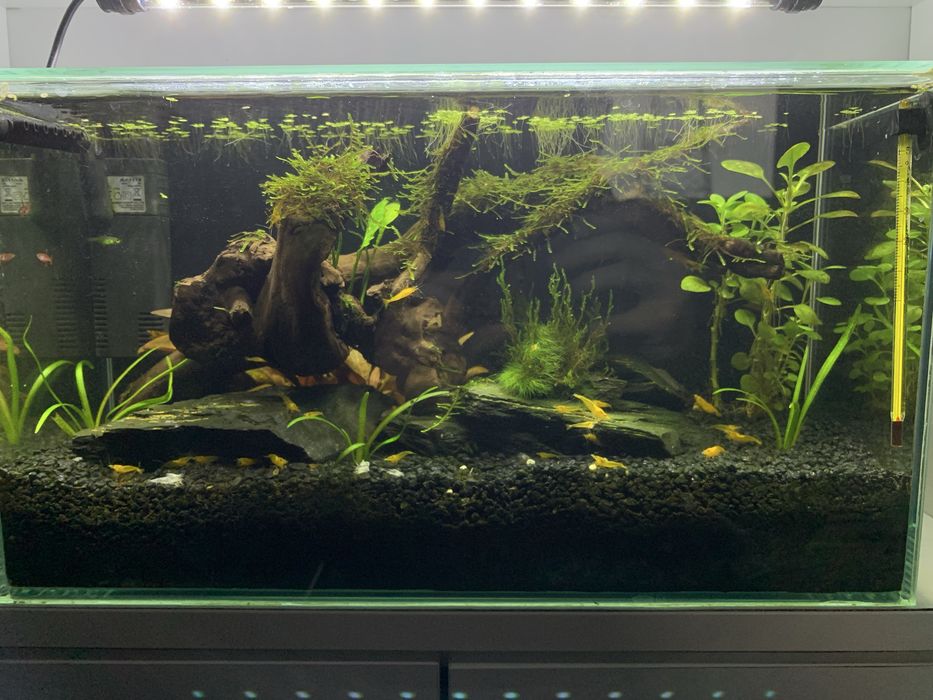 Akwarium 13litrow z lampa, pokrywą i korzeniem