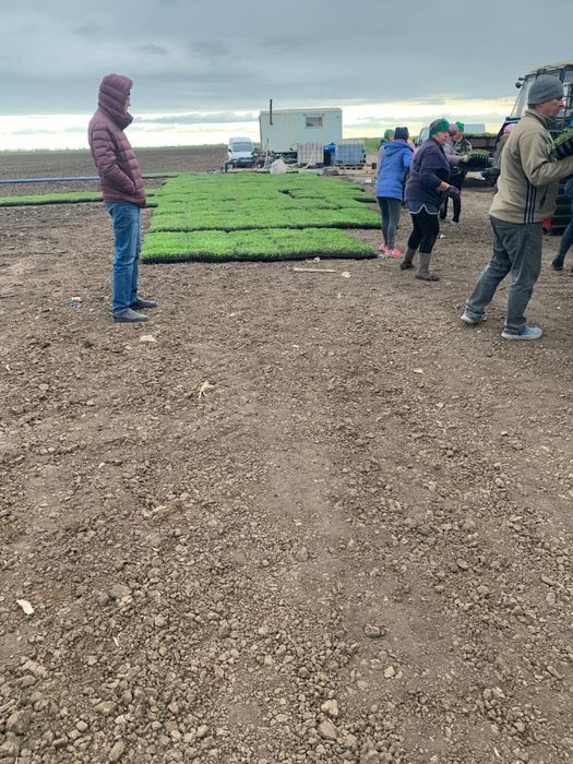 Вирощування любоі розсади на замовлення Выращивание рассады на заказ