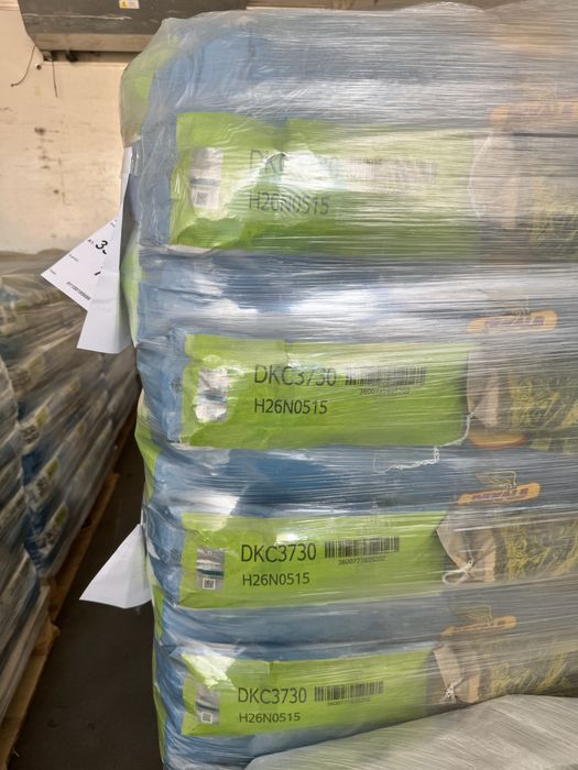 Nasiona kukurydzy DKC dekalb bayer