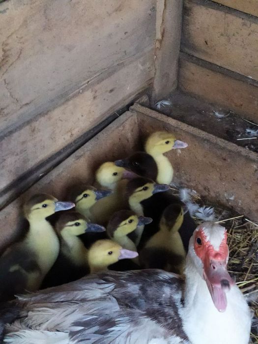 Продам каченята шипуни