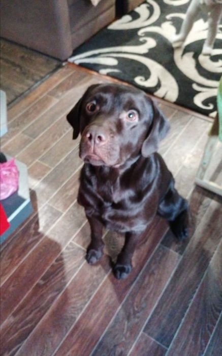 Вязка лабродора