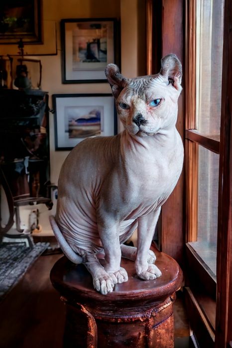 Вязка. Канадский Эльф