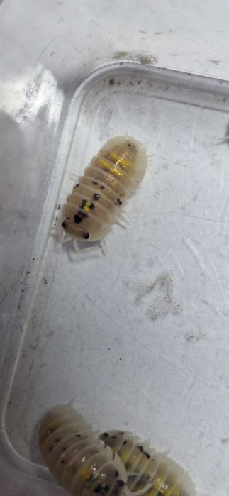 Isopody Armadillidium granulatum magic potion
