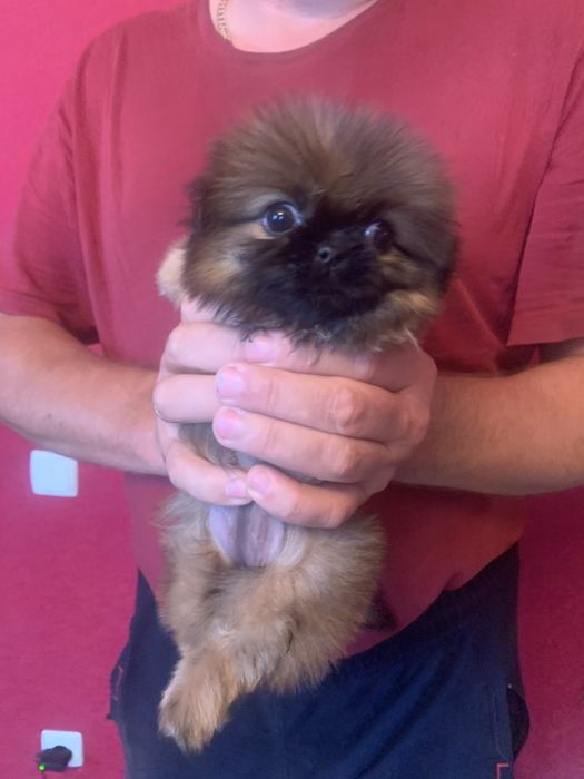 Продам цуценят Пекінесиків