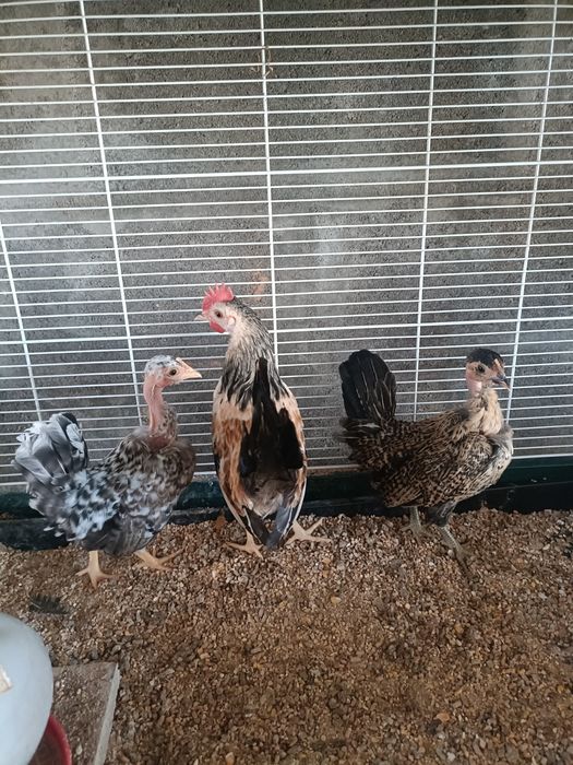 Cocós Mini Filhos e Serama.