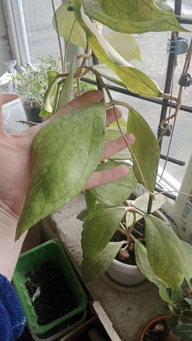 Зріз хойї  Hoya sp. Germany (sp.18)