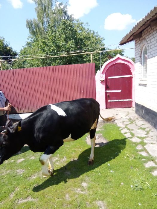 Продам тільну телицю