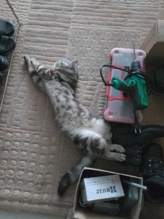В'язка. Шотландський прямовухий кіт. Кот прямоухий шотландский. Вязка.