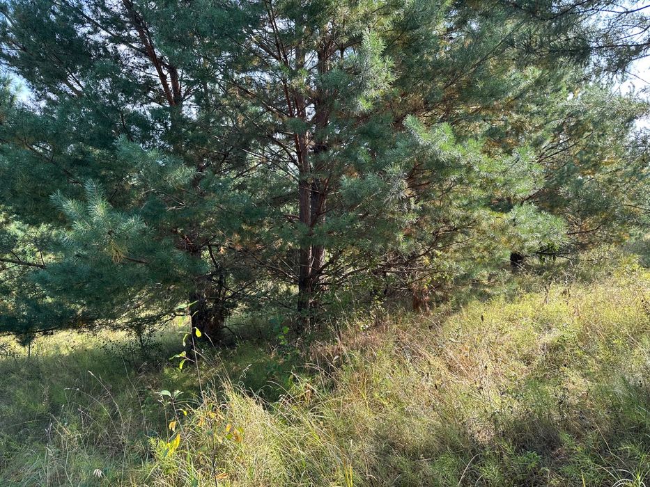 Продаю 5 га під будівництво біля лісу. Місце для усамітнення.