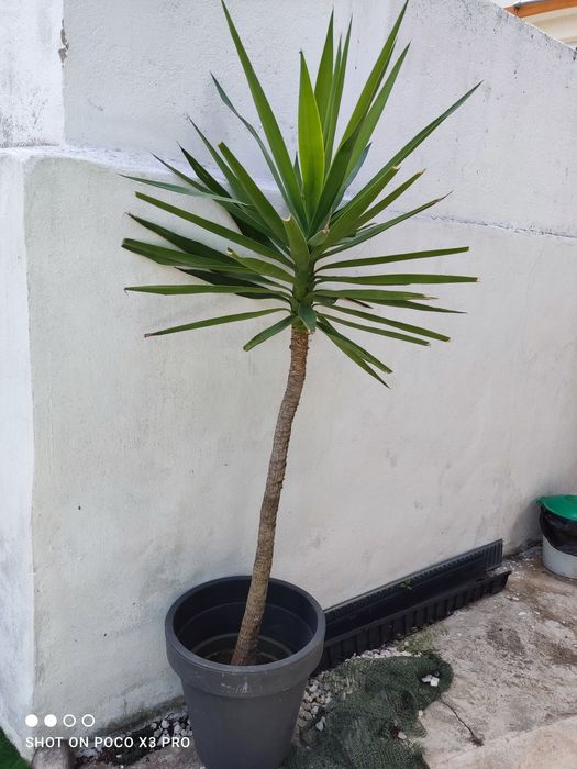 Yucas em vaso, com vários tamanhos